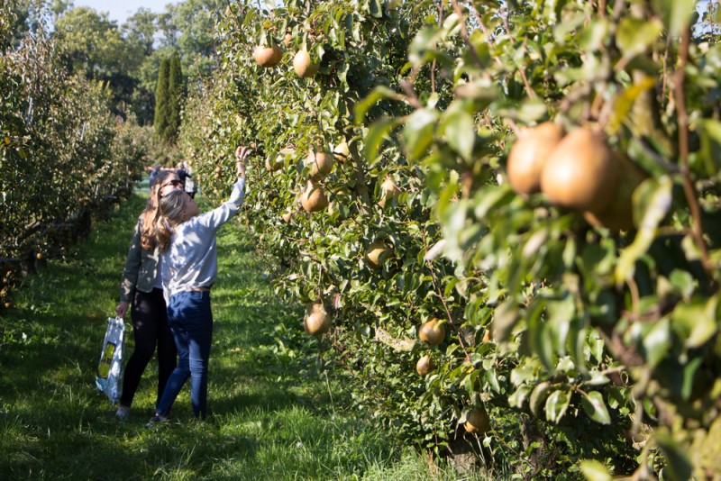 Appelplukdag VV
