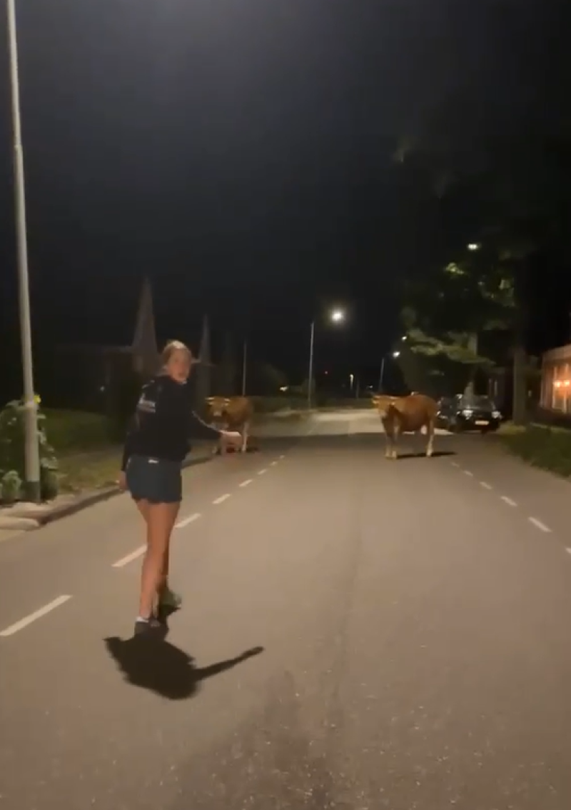 Koeien op de weg 