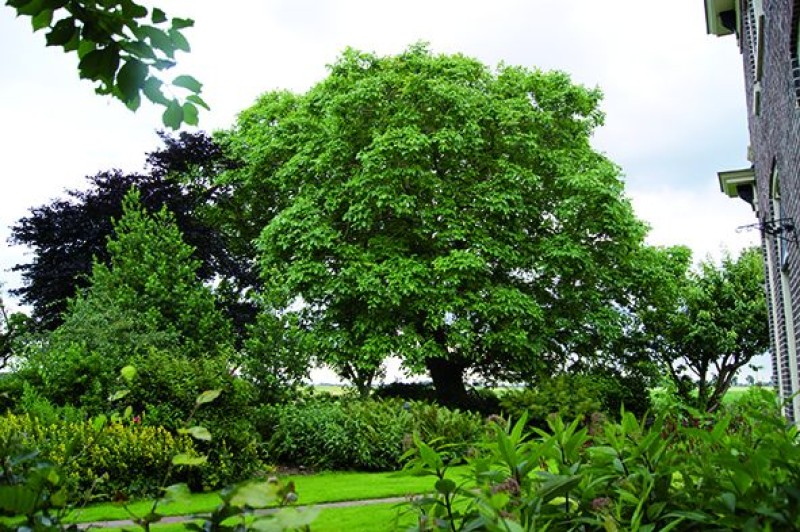 Lamkuma Notenboom