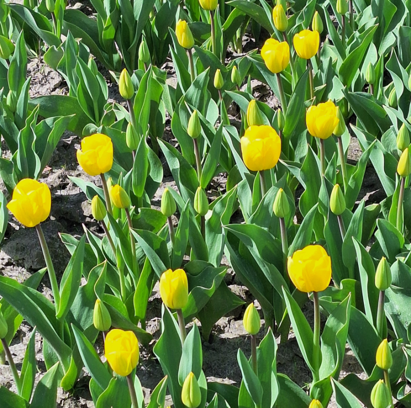 Naar de bollen Janet Kamminga