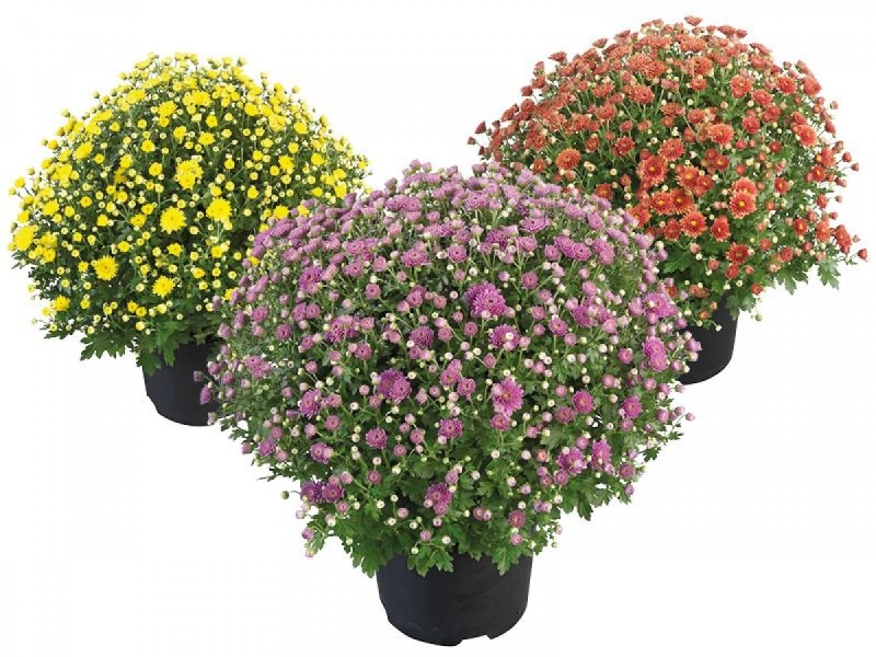 bolchrysanten ScaleHeightWzkwMF0