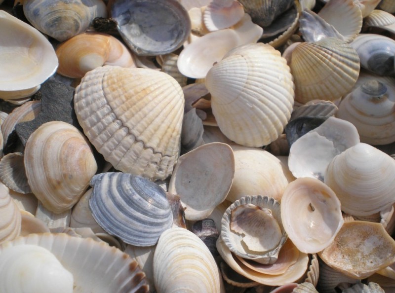 schelpen2