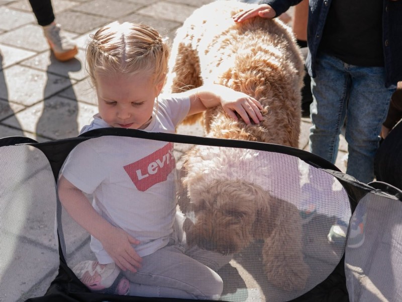 Peuterochtend met hond Joep.