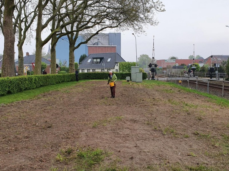 Zaaien van wilde bloemen en zonnebloemen.